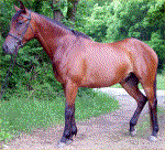 Epona