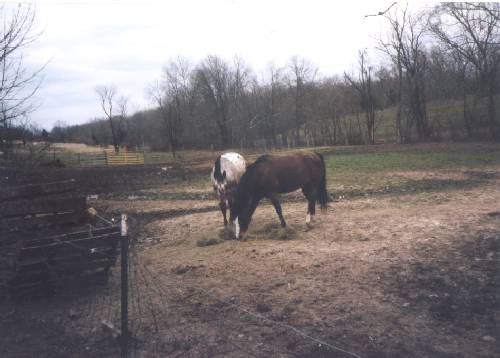 First night out at pasture