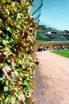 Ivy