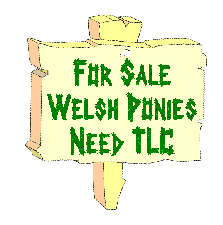 Ponies for Sale