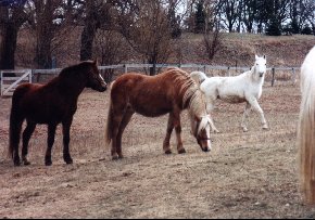 the herd