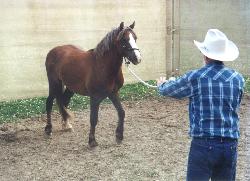 Noble and Steve Harris