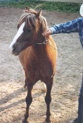 Noble and Steve Harris