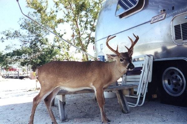 very friendly and tiny key deer