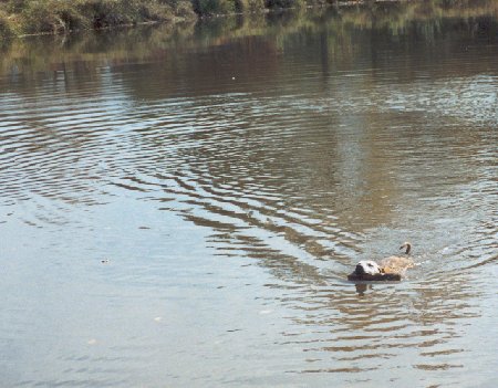 swimming pit bull