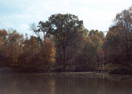 fall view of egret lake in carbondale