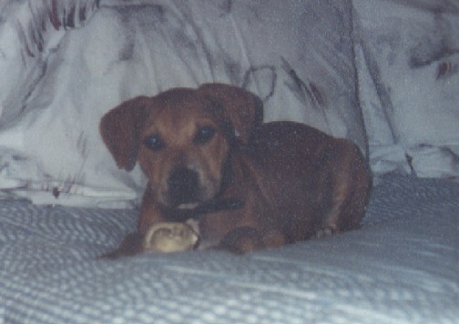ares as a puppy 1989