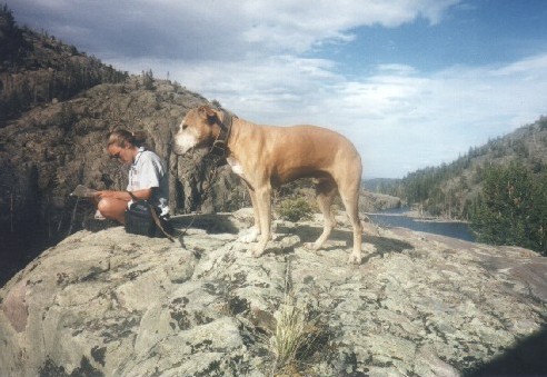 Reflecting and protecting. Good dog!