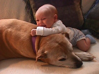 vicious & mean baby attacks family pit bull