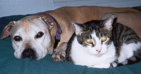 pit bull ares cuddling with jerry the cat