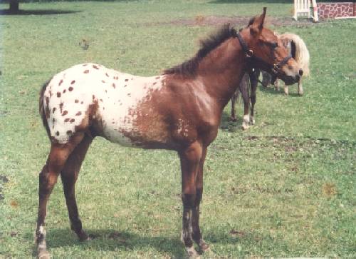 weanling dax