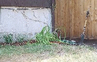 daylillies near house aug 2002