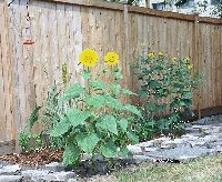 pond bed aug 2002