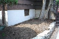 where the hydrangeas will be planted in the fall