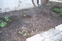 may apple, violets and strawberries