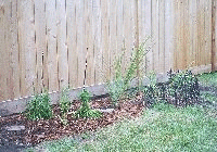 rear side bed aug 2002