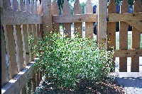 front yard bed july 2002