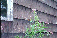 our first monarch july 2002