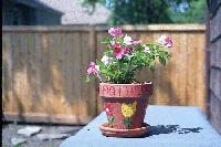 kanes impatiens july 2002