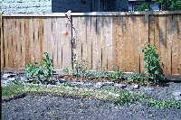 pond bed july 2002