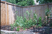 rear bed, left side july 2002