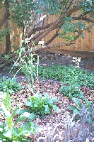rear bed, right side, closeup