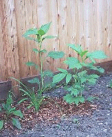 pond bed