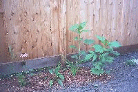 pond bed