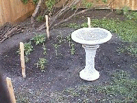 2002 may 3 rear planted