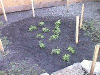 2002 may 3 rear planted