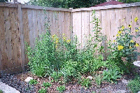 rear bed, left side sept 2002