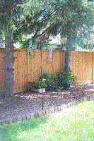 under spruce trees sept 2002