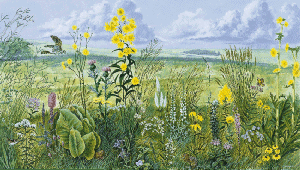 a midwest prairie in summer