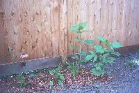 pond bed june 2002