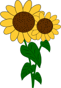 two sunflowers