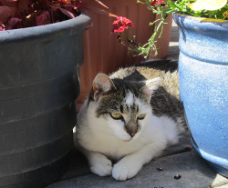 Garden kitten