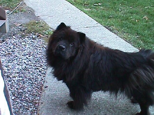 murph near the porch - oct 1999