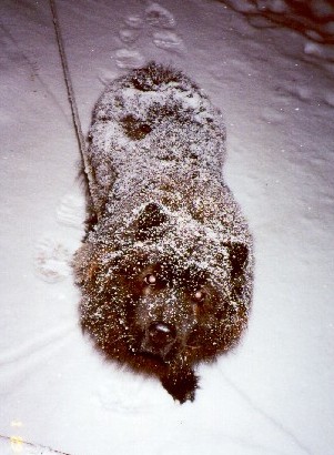 snow dog