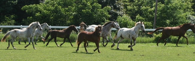 the herd in June 2011