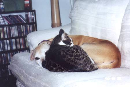 vicious pit bull attacks family cat