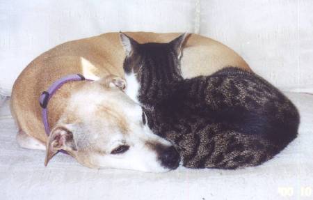 vicious pit bull attacks family cat