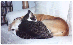 vicious pit bull eats family cat