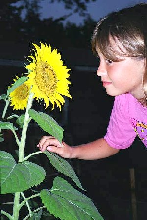 elaine adopted a sunflower