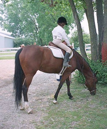 elaine #56 in horse show